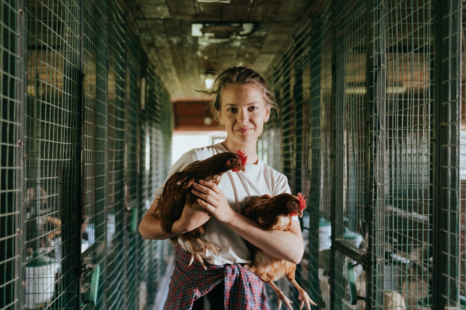 Can Chickens Be Raised In A Fully Automated, Tech-driven Coop?