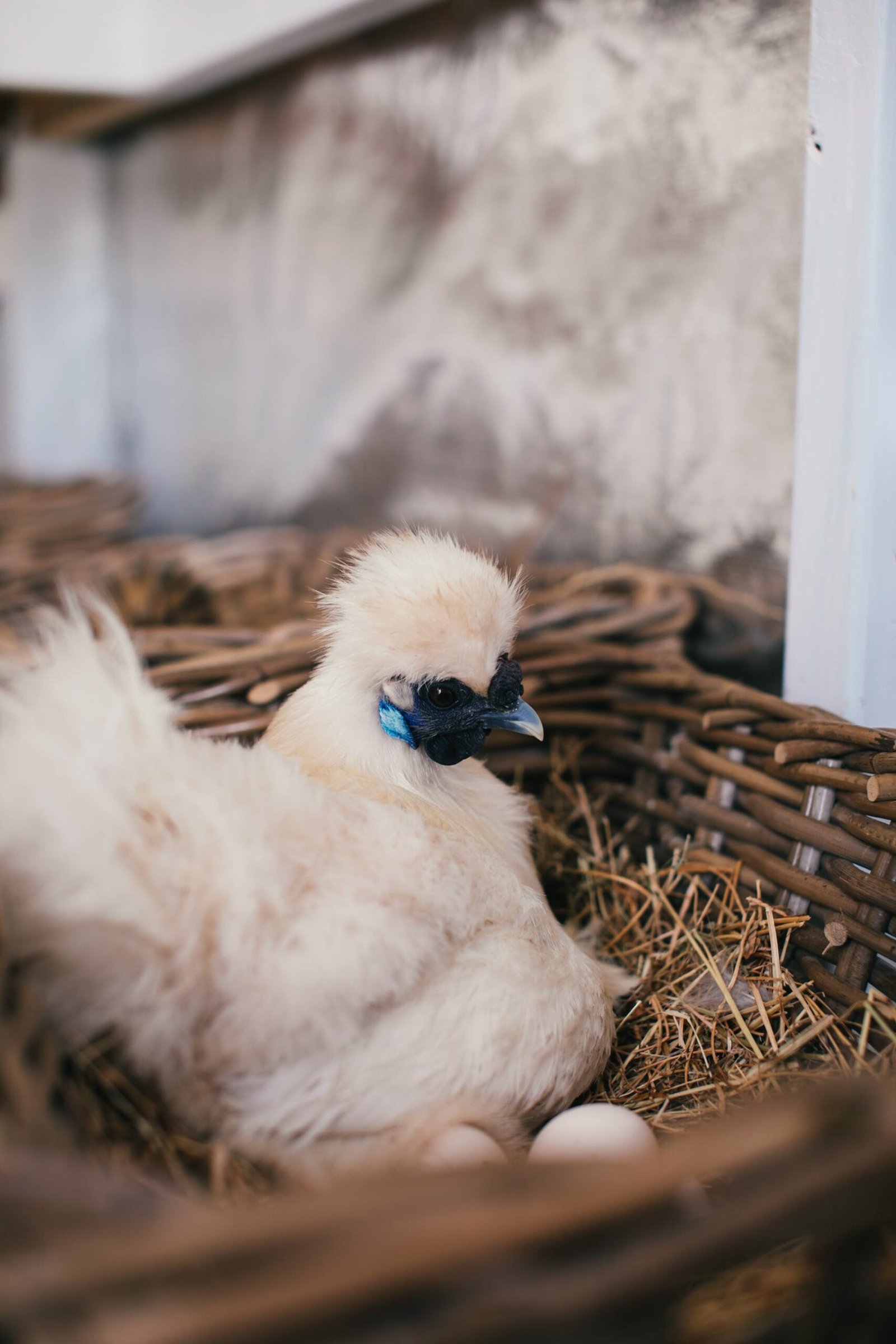 How Can You Tell If A Chicken Is Broody, And What Should You Do?