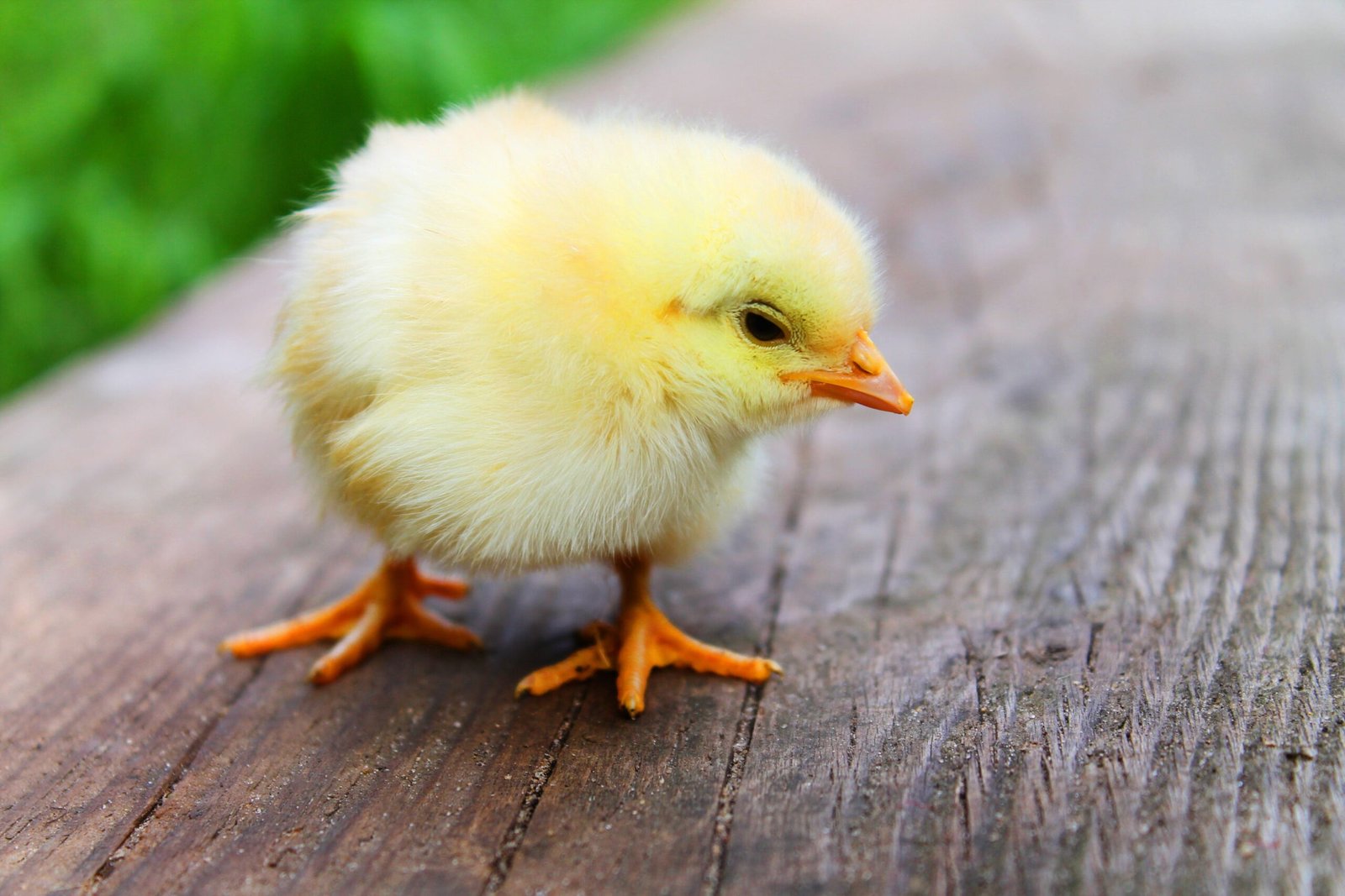 How Do You Build A Safe And Functional Brooder For Baby Chicks?