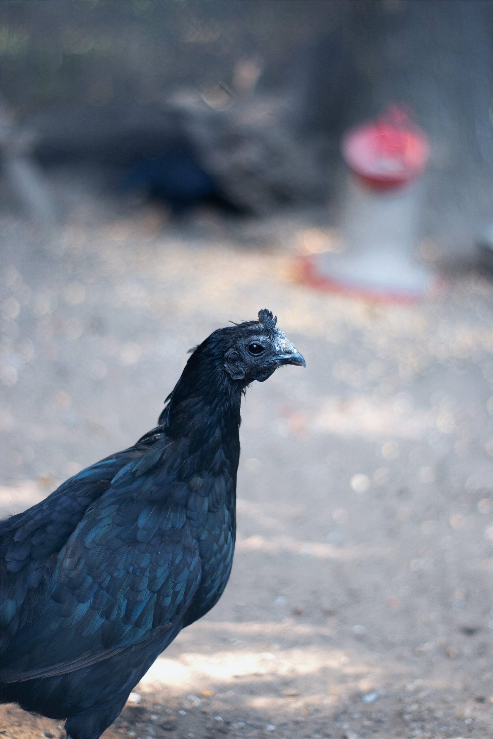 How Do You Choose The Right Breed Of Chickens For Your Needs?