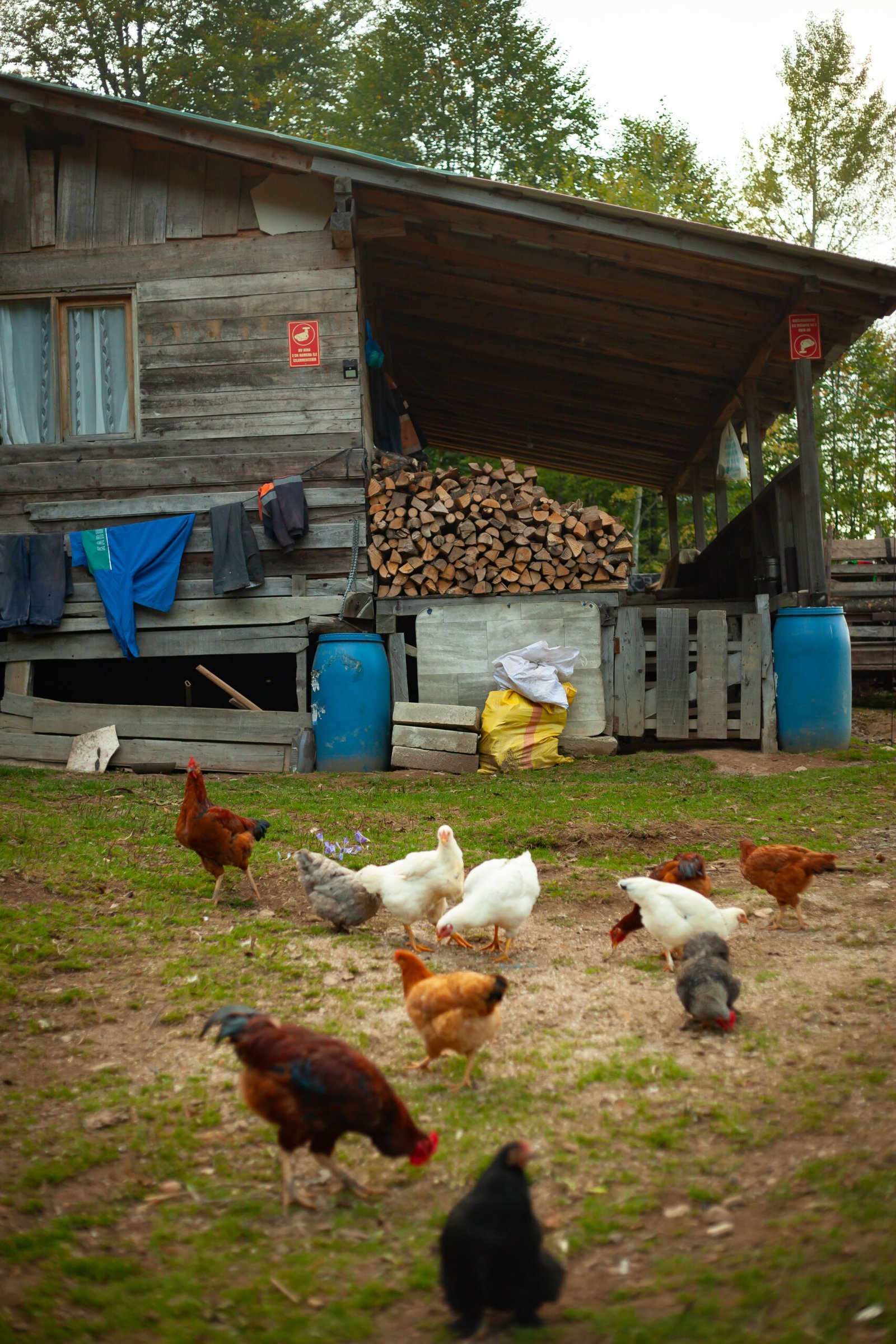 How Do You Deal With Bullying Or Aggression Among Chickens?