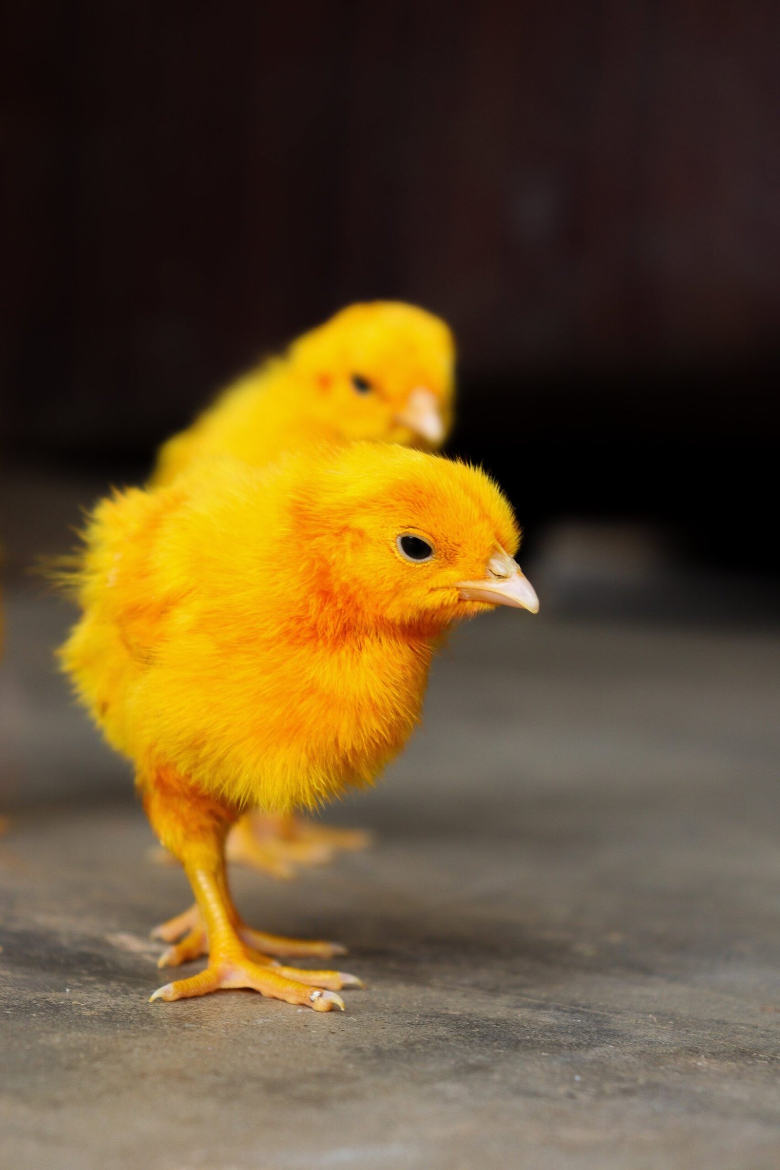 How Do You Determine The Pecking Order In A Chicken Flock?