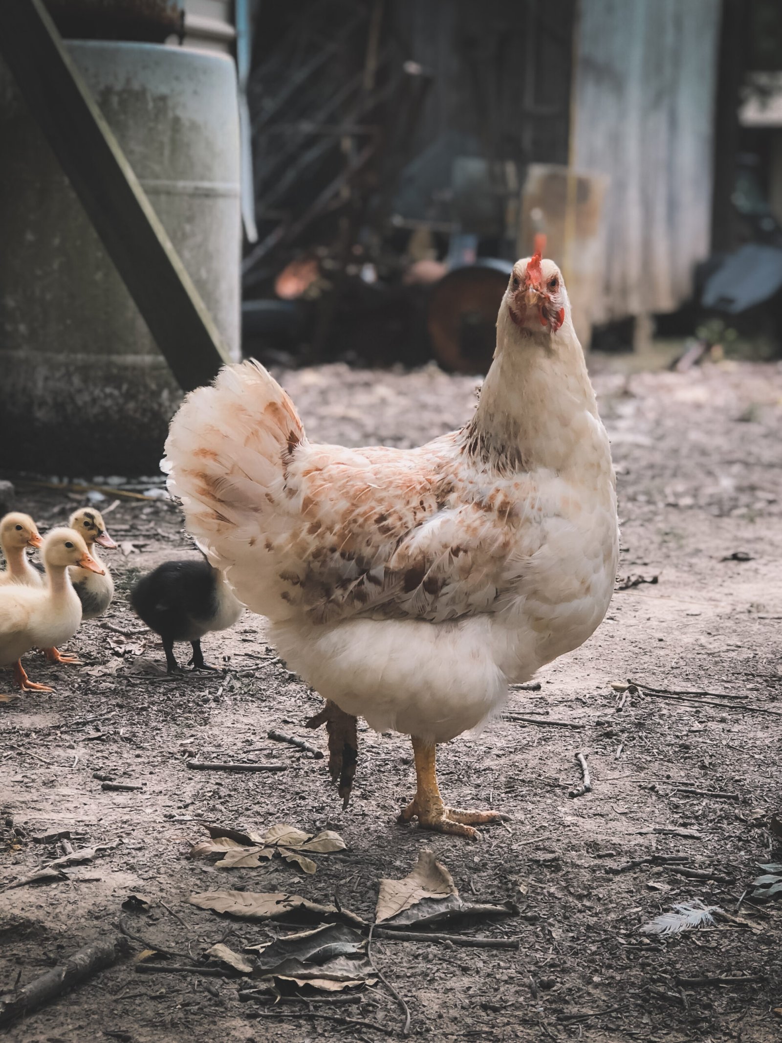 How Do You Encourage Natural Scratching And Digging Behaviors In Chickens?