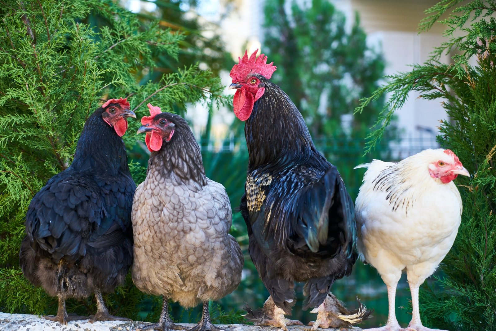 How Do You Encourage Natural Scratching And Digging Behaviors In Chickens?