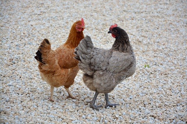 tips for introducing chickens to the flock