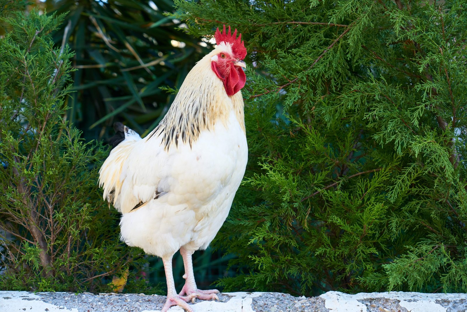 What Are The Signs Of A Broody Rooster, And What Should You Do?