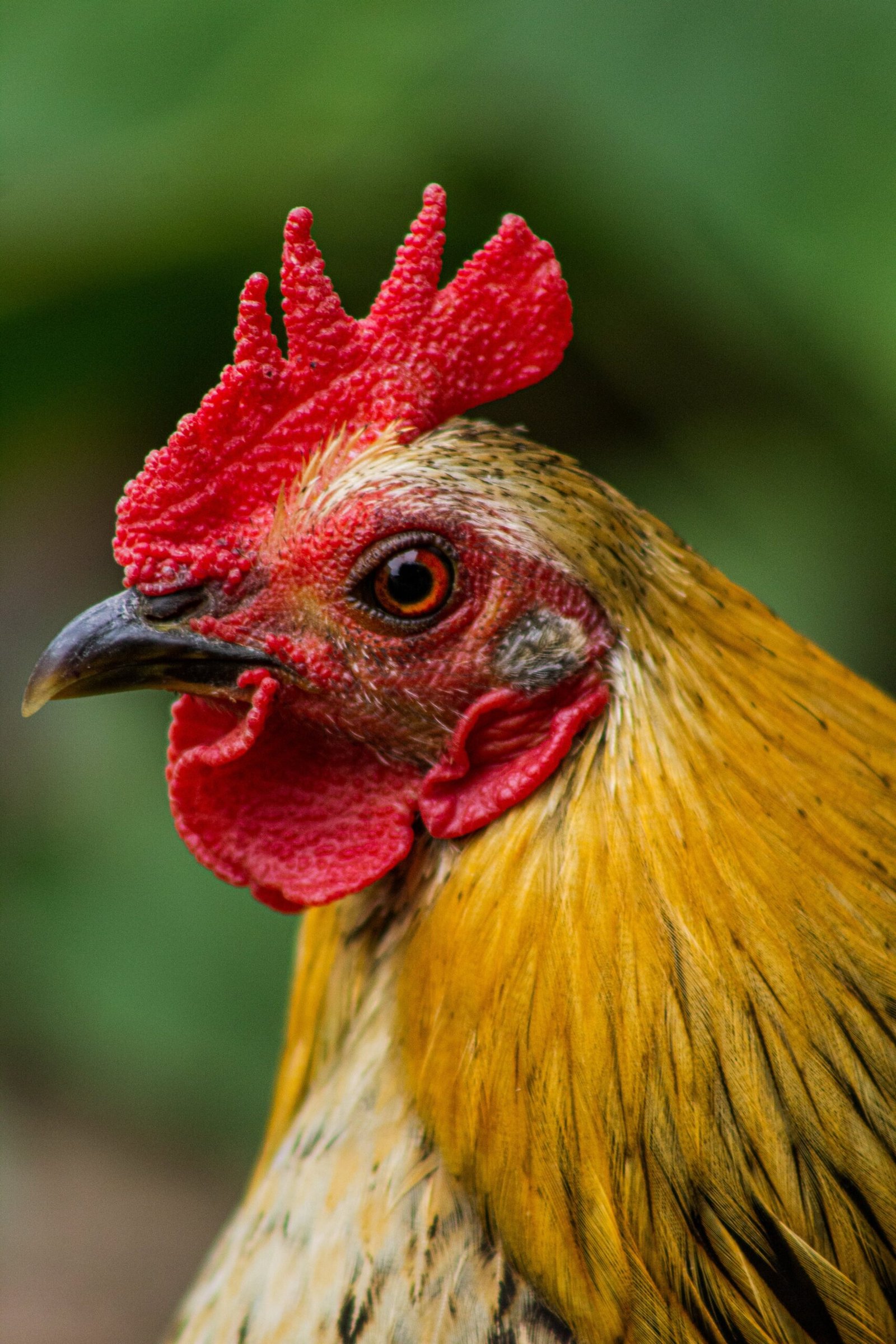 Whats The Best Way To Protect Chickens From Bacterial Infections?