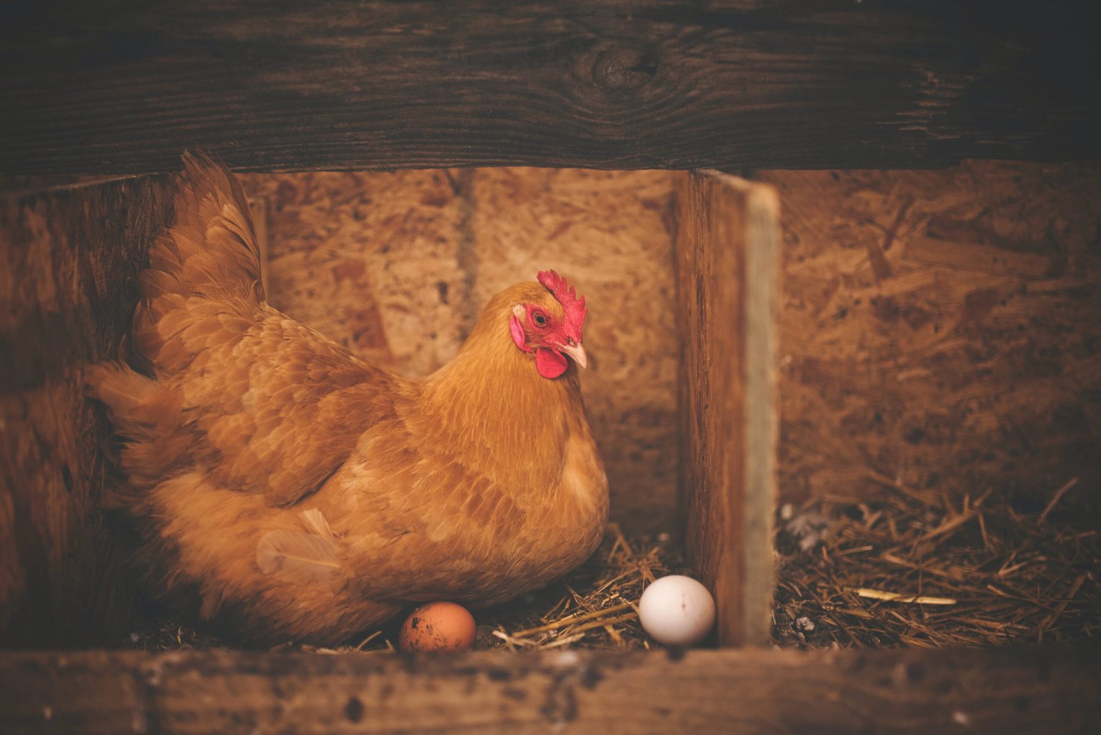Whats The Difference Between Bantam And Standard-sized Chickens?
