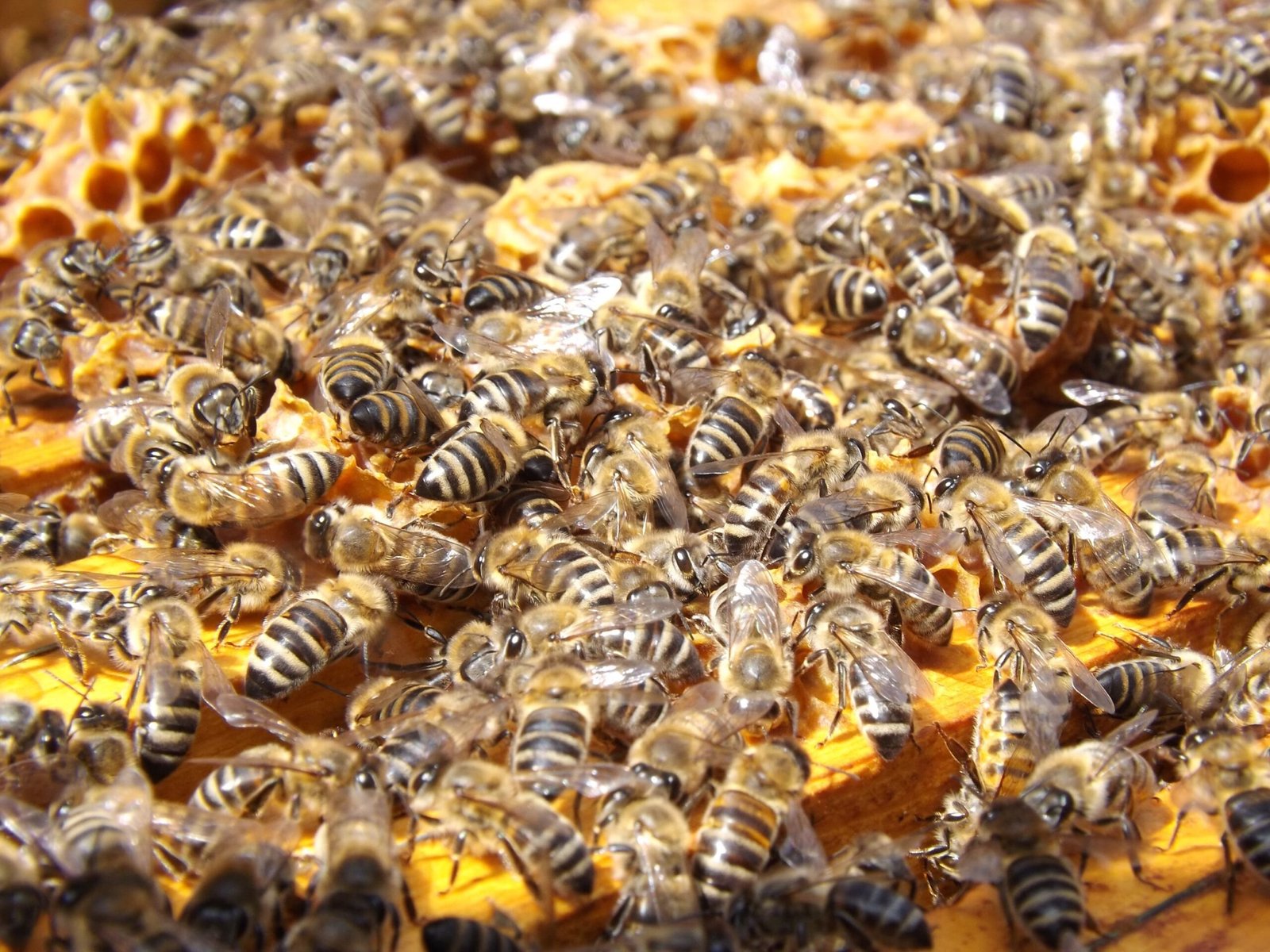 Urban Beekeeping: Enhancing Pollinator Conservation and Biodiversity