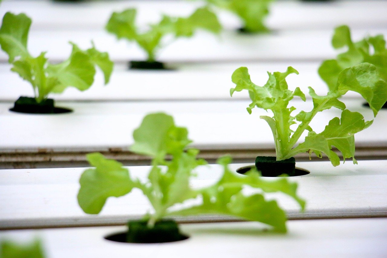 Exploring Urban Hydroponics: A Sustainable Solution for Urban Farming