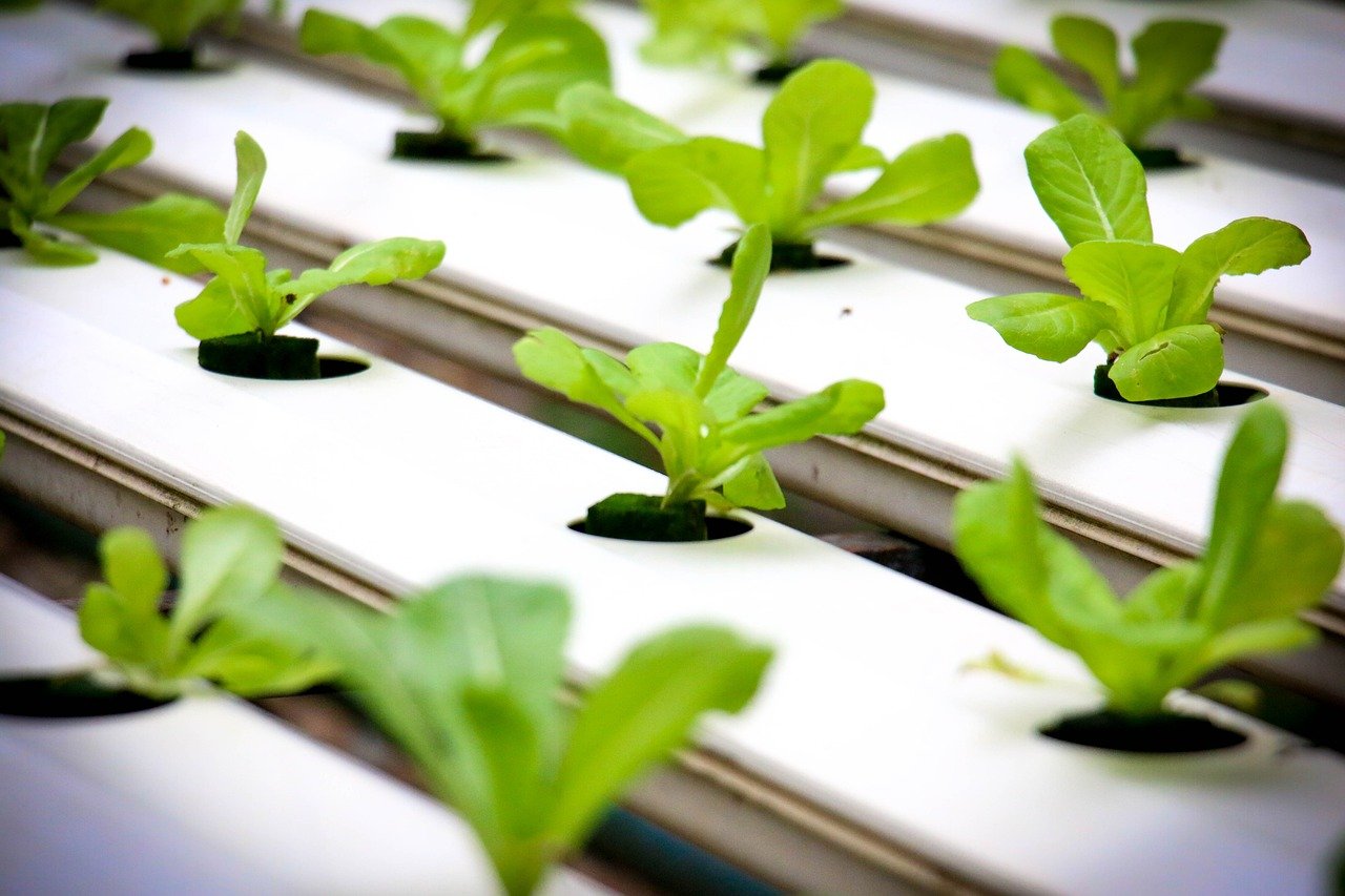 Exploring Urban Hydroponics: A Sustainable Solution for Urban Farming