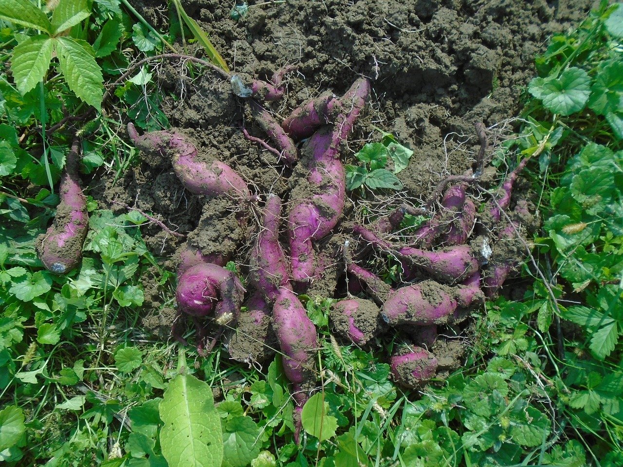 Maximizing Sweet Potato Growth with Vertical Gardening