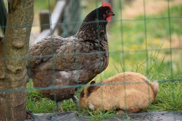 can chickens live with rabbits